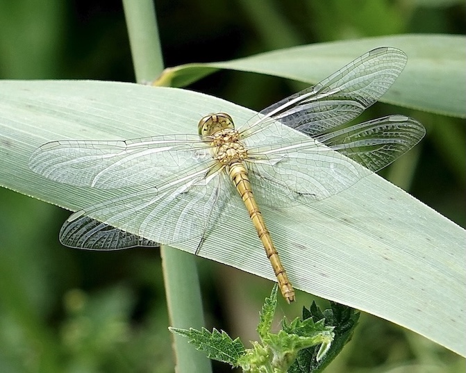 common darter